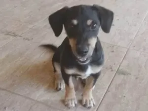 Cachorro raça Não definida  idade 2 a 6 meses nome Thor 