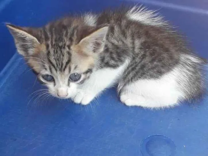 Gato ra a SRD-ViraLata idade Abaixo de 2 meses nome Pom Pom