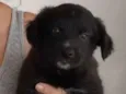 Neguinha 