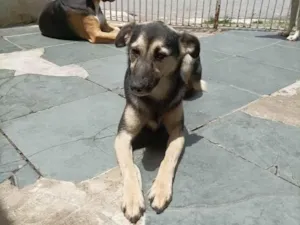 Cachorro raça Sem raça  idade 2 anos nome Maria