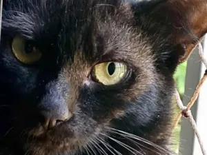 Gato raça Mestico  idade 2 a 6 meses nome Billy 