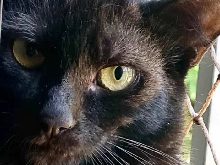 Gato ra a Mestico  idade 2 a 6 meses nome Billy 