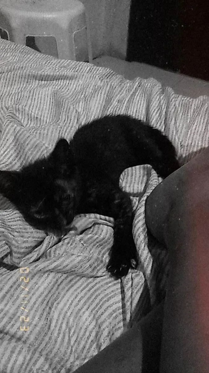 Gato ra a Gato  idade Abaixo de 2 meses nome Sem nome