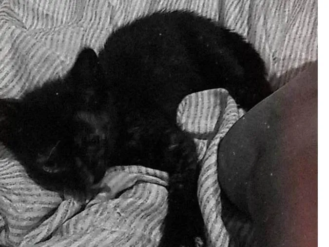 Gato ra a Gato  idade Abaixo de 2 meses nome Sem nome