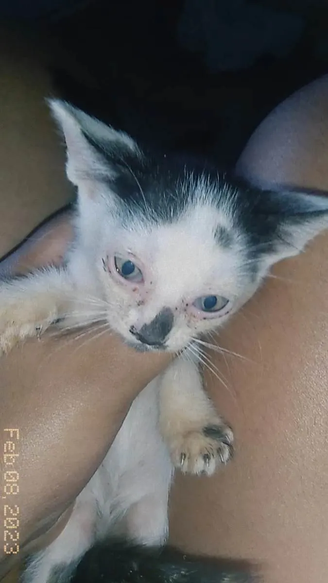 Gato ra a Gato idade Abaixo de 2 meses nome Sem nome 2