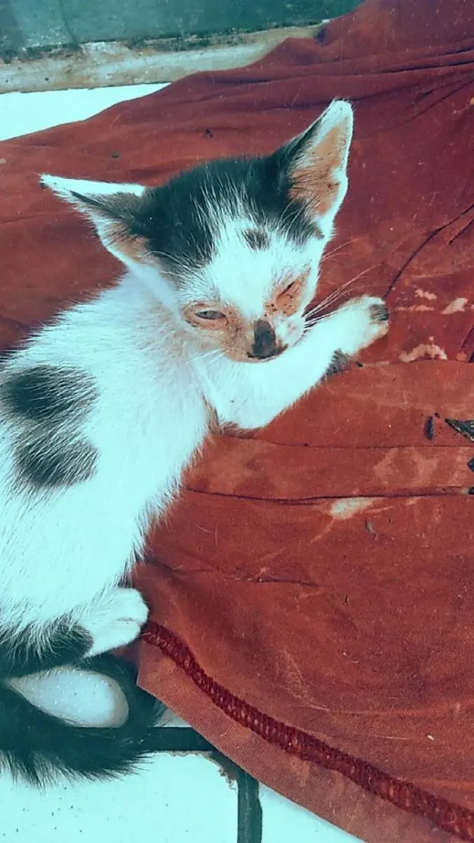 Gato ra a Gato idade Abaixo de 2 meses nome Sem nome 2