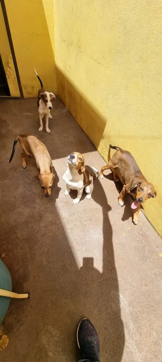 Cachorro raça SRD-ViraLata idade 2 a 6 meses nome Sem nome