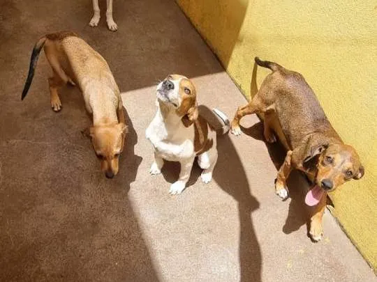Cachorro raça SRD-ViraLata idade 2 a 6 meses nome Sem nome