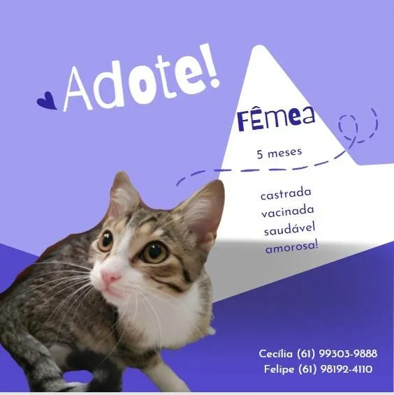 Gato ra a SRD idade 7 a 11 meses nome Marta