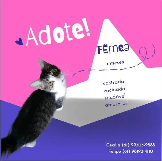 Gato ra a SRD idade 7 a 11 meses nome Formiga