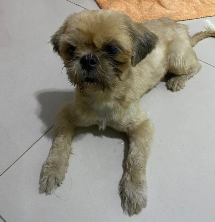 Cachorro raça Lhasa Apso idade 2 anos nome Gigante