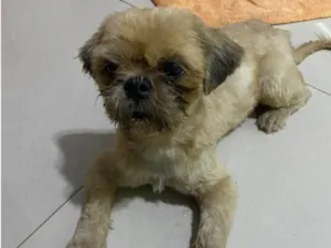 Cachorro raça Lhasa Apso idade 2 anos nome Gigante