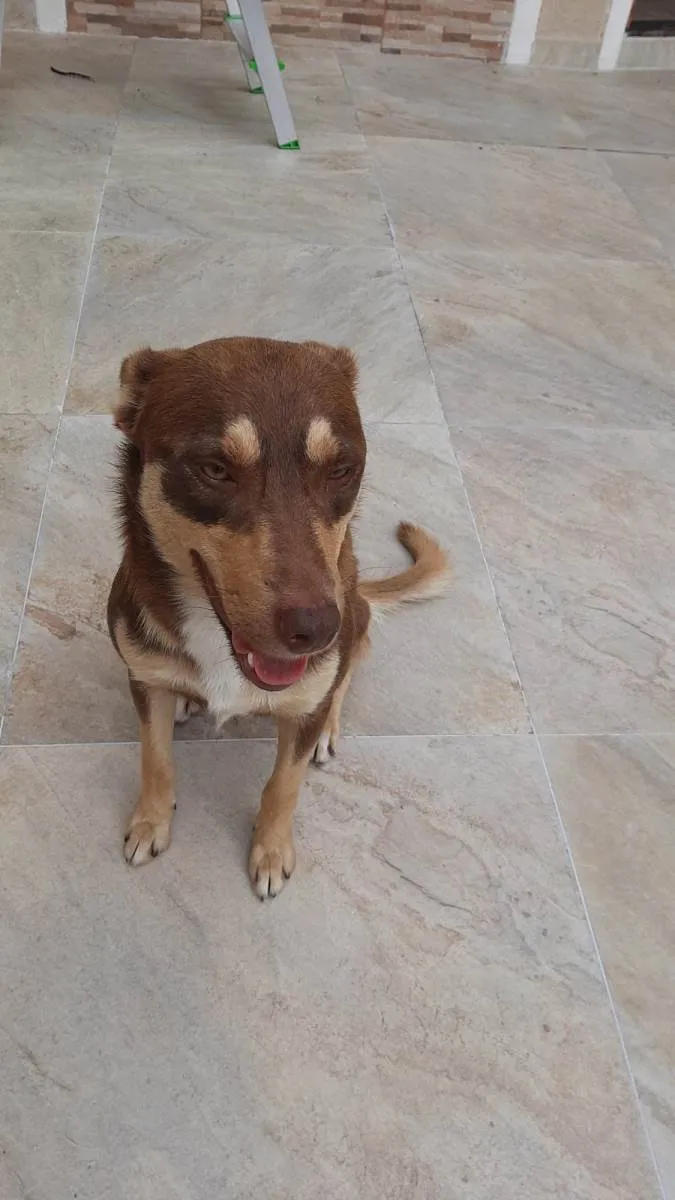 Cachorro ra a SRD-ViraLata idade 1 ano nome Quik