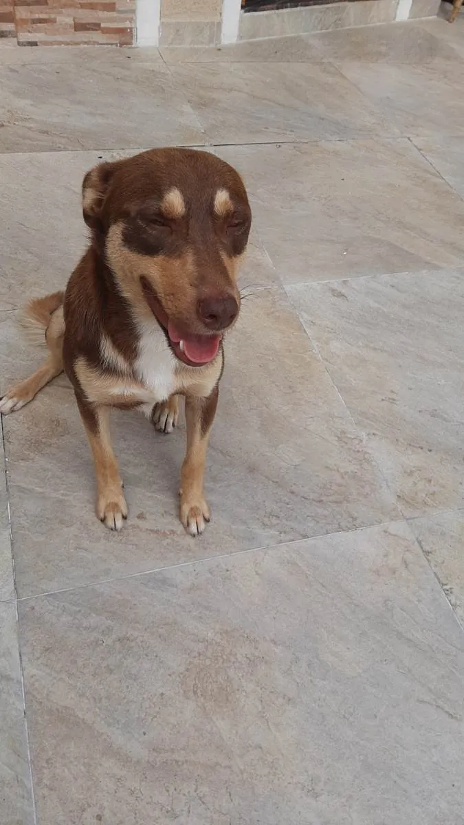 Cachorro ra a SRD-ViraLata idade 1 ano nome Quik