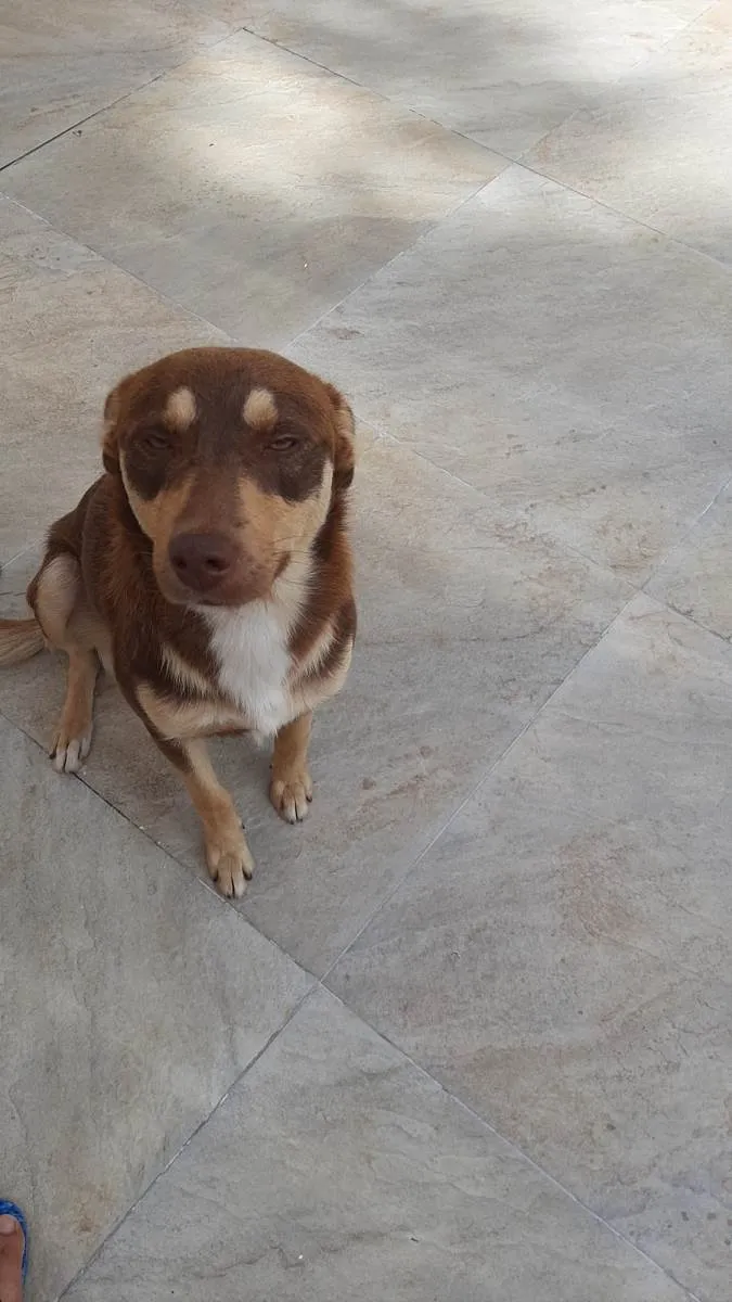 Cachorro ra a SRD-ViraLata idade 1 ano nome Quik