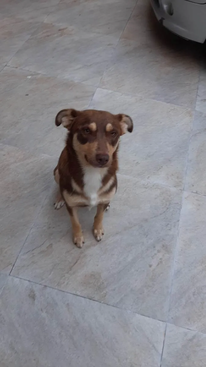 Cachorro ra a SRD-ViraLata idade 1 ano nome Quik