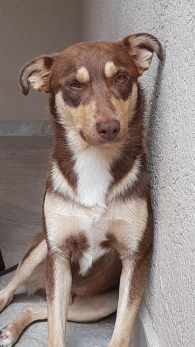 Cachorro ra a SRD-ViraLata idade 1 ano nome Quik