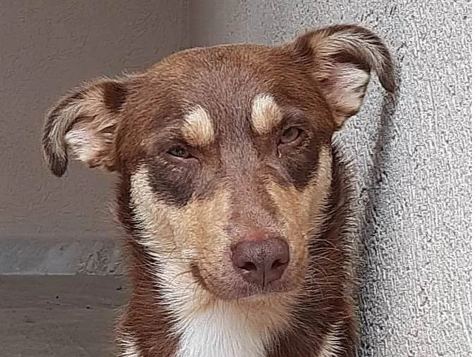 Cachorro ra a SRD-ViraLata idade 1 ano nome Quik