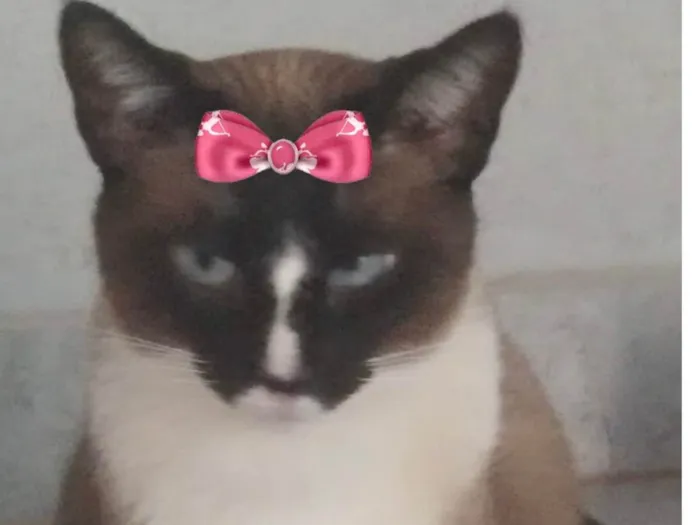 Gato ra a Mestica  idade 2 anos nome Nicole 