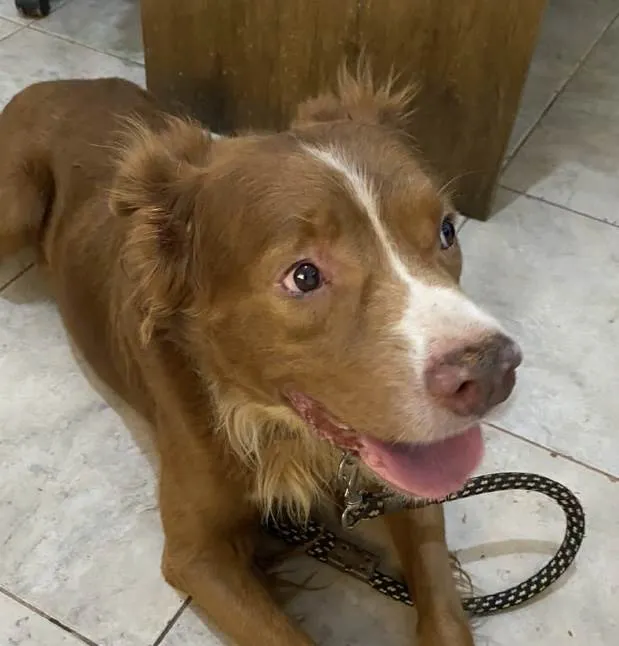 Cachorro ra a Mestico  idade 5 anos nome Chocolate 