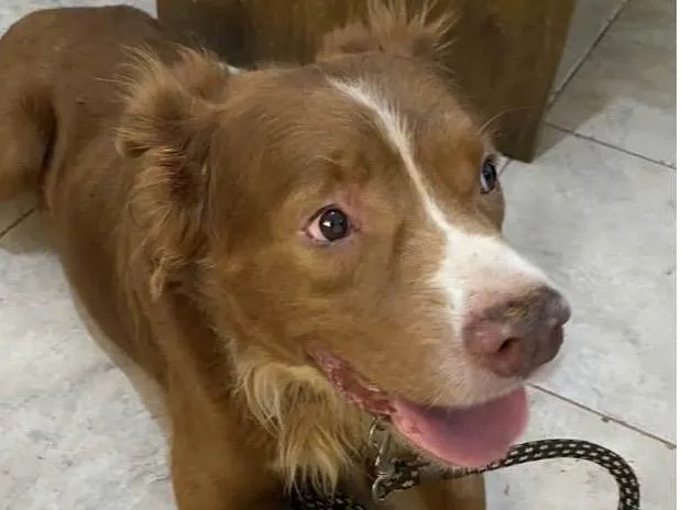 Cachorro ra a Mestico  idade 5 anos nome Chocolate 