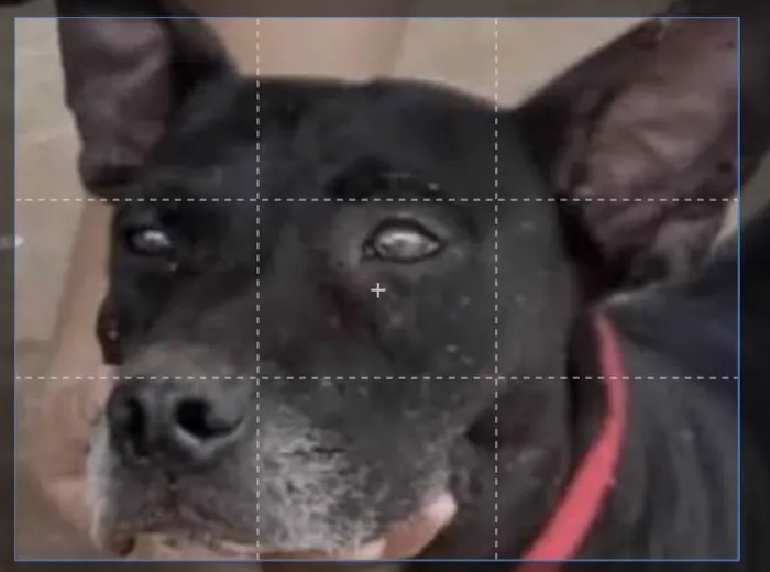 Cachorro raça Mestico  idade 7 a 11 meses nome Bolt 