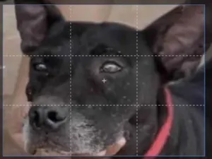 Cachorro raça Mestico  idade 7 a 11 meses nome Bolt 