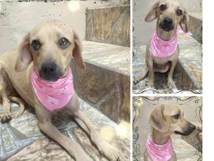 Cachorro ra a SRD-ViraLata idade 1 ano nome Luna