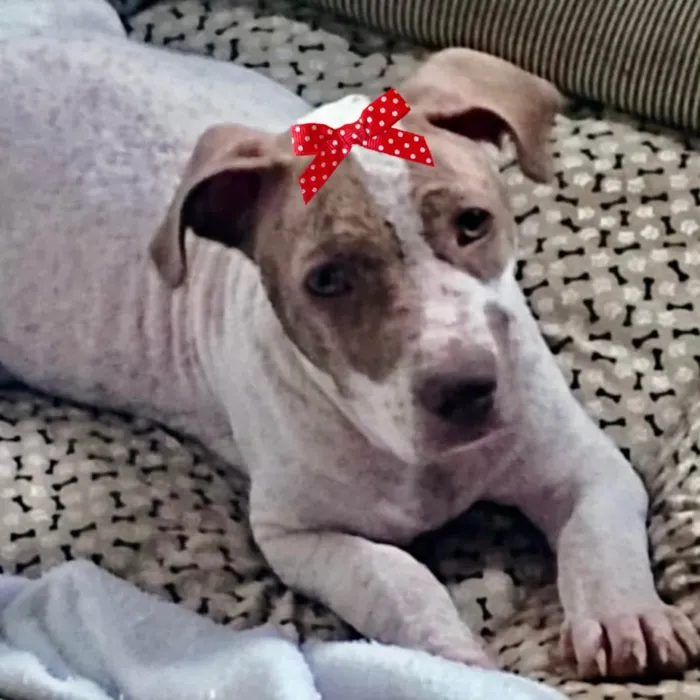 Cachorro ra a Mestica  idade 7 a 11 meses nome Mila 