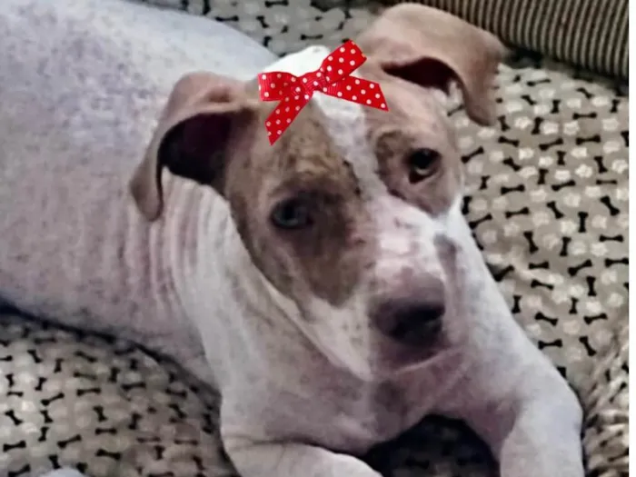 Cachorro ra a Mestica  idade 7 a 11 meses nome Mila 