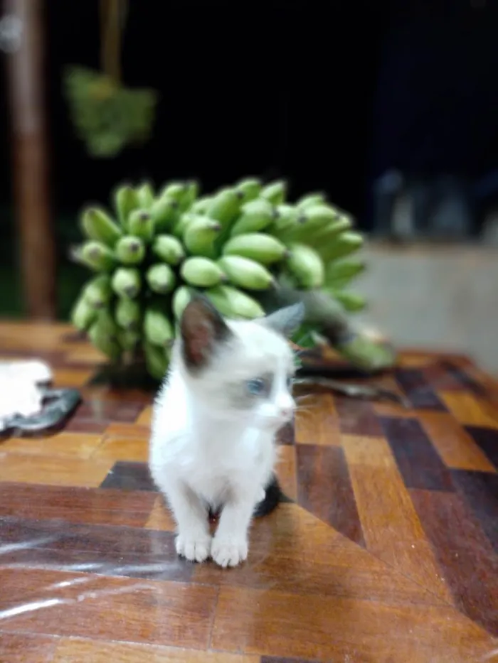 Gato ra a Indefinido idade 2 a 6 meses nome Tico e teco