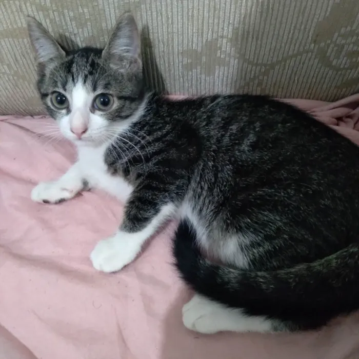 Gato ra a Doméstico idade 2 a 6 meses nome Perola