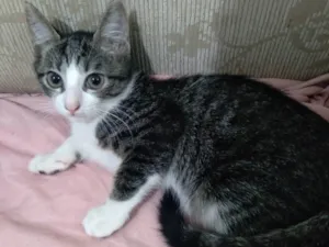 Gato raça Doméstico idade 2 a 6 meses nome Perola