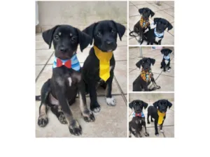 Cachorro raça SRD-ViraLata idade 2 a 6 meses nome Pépe e Jeck