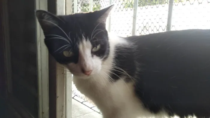 Gato ra a SRD-ViraLata idade 7 a 11 meses nome Pepe Le Pew