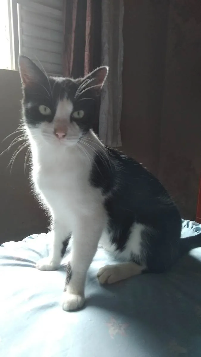 Gato ra a SRD-ViraLata idade 7 a 11 meses nome Pepe Le Pew