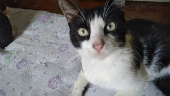 Gato ra a SRD-ViraLata idade 7 a 11 meses nome Pepe Le Pew