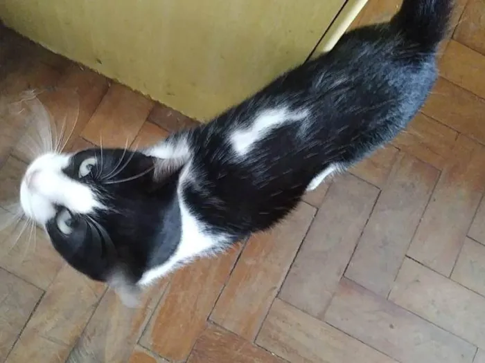 Gato ra a SRD-ViraLata idade 7 a 11 meses nome Pepe Le Pew