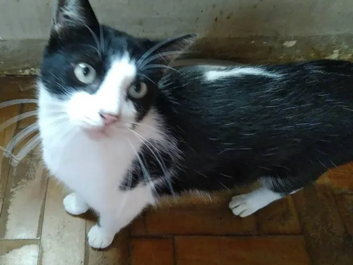 Gato ra a SRD-ViraLata idade 7 a 11 meses nome Pepe Le Pew