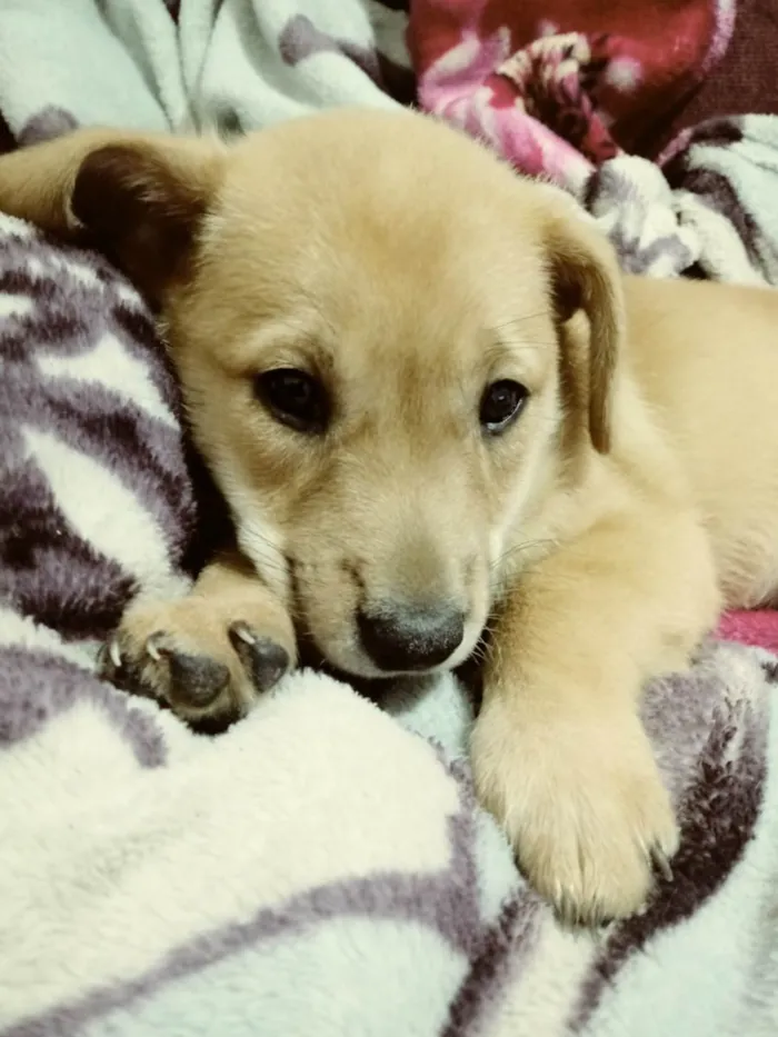 Cachorro ra a A mae da cachorrinha e chow chow eo pai poodow idade Abaixo de 2 meses nome A escolha do dono 