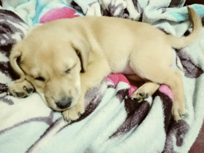 Cachorro ra a A mae da cachorrinha e chow chow eo pai poodow idade Abaixo de 2 meses nome A escolha do dono 