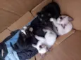 Cats