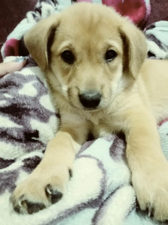 Cachorro ra a A mae da cachorrinha e chow chow eo pai poodow idade Abaixo de 2 meses nome A escolha do dono 