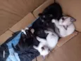 Cats