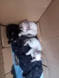 Cats