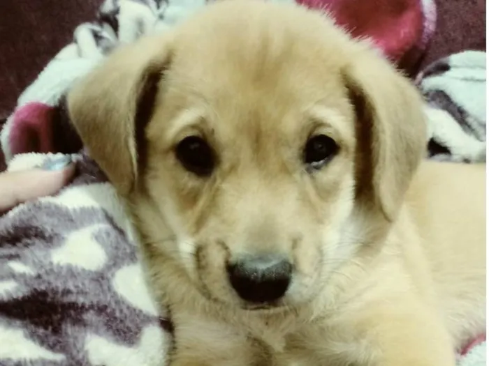 Cachorro ra a A mae da cachorrinha e chow chow eo pai poodow idade Abaixo de 2 meses nome A escolha do dono 