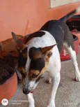 Cachorro raça SRD-ViraLata idade 2 anos nome Ivy
