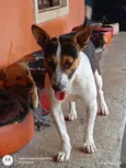 Cachorro raça SRD-ViraLata idade 2 anos nome Ivy