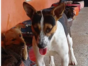 Cachorro raça SRD-ViraLata idade 2 anos nome Ivy