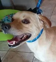 Cachorro ra a SRD-ViraLata idade 2 anos nome Messi Campeão